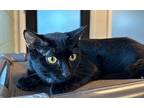 Bamboo Domestic Shorthair Young Female