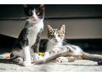 Sockies Domestic Shorthair Kitten Female