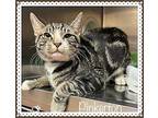 PINKERTON Domestic Shorthair Adult Male