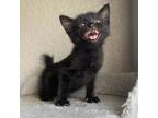 Zoli Domestic Shorthair Kitten Female