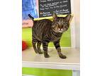 Tiger Domestic Shorthair Adult Male