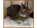 CROSBY Domestic Shorthair Kitten Male