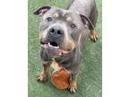 Potter American Pit Bull Terrier Adult Male