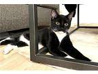 KITTEN DIABLO FOSTER NEEDED Domestic Shorthair Young Male