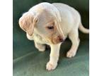 Lisel Labrador Retriever Puppy Female