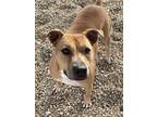 Savannah American Pit Bull Terrier Adult Female