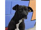 Shiloh/URGENT Labrador Retriever Young Female