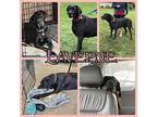 Laverne Great Dane Adult Female