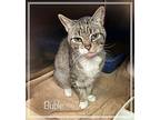 BUBLE Domestic Shorthair Adult Female