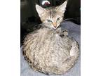 Piper Domestic Shorthair Kitten Female