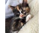 Boots Domestic Mediumhair Kitten Female