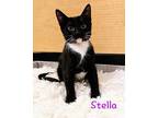 Stella Domestic Shorthair Kitten Female