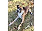 Lexington Boxer Young Male