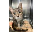 Mama Misty BAC Domestic Shorthair Young Female