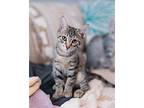 Kobalt Domestic Shorthair Kitten Female