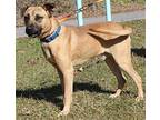 Memphis 38741 Shepherd (Unknown Type) Young Male