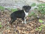 Jingles Labrador Retriever Puppy Male