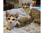 Kenlee Domestic Shorthair Kitten Male