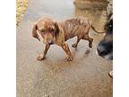 Miles Catahoula Leopard Dog Puppy Male