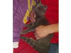 Glimmer Domestic Shorthair Kitten Female