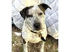 Solavina Australian Cattle Dog Adult Female