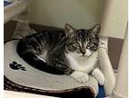 Connor Domestic Shorthair Kitten Male