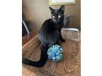 INKY Domestic Shorthair Young Female