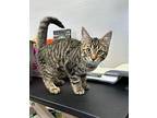 Accordion American Shorthair Kitten Male