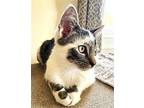 KITTEN RARE RIPLEY Domestic Shorthair Young Male