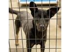 Adopt Odette a Australian Kelpie, German Shepherd Dog