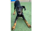 Adopt Kammie a Doberman Pinscher