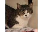 Adopt Jellybean a Domestic Short Hair