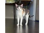 Adopt Molly a American Shorthair