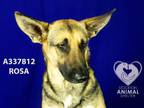 Adopt ROSA a German Shepherd Dog