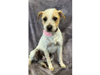 Adopt Annie a Border Terrier, Boxer