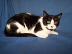 Adopt K-Meade-Quinn a Domestic Short Hair