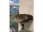 Adopt Judo a Russian Blue