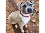 Adopt Tiffany a Pit Bull Terrier