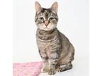 Adopt Hera a Domestic Short Hair