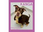 Adopt Kanga a Pit Bull Terrier