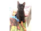 Adopt ZCL-C-Nixie a American Shorthair