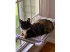 Adopt Magnolia23 a Domestic Short Hair