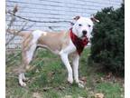 Adopt Miley a Pit Bull Terrier