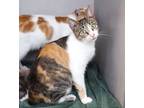 Adopt Jasmine a Torbie