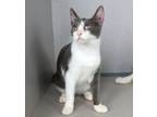 Adopt Jillian a Domestic Short Hair