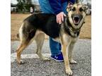 Adopt Athena a German Shepherd Dog