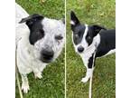 Adopt Tiger and Twinkie a Border Collie