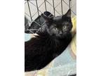 Adopt Tabitha a Domestic Medium Hair