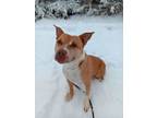 Adopt Chicky a Pit Bull Terrier, Mixed Breed