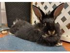 Adopt Vespa a Silver Marten, Lionhead